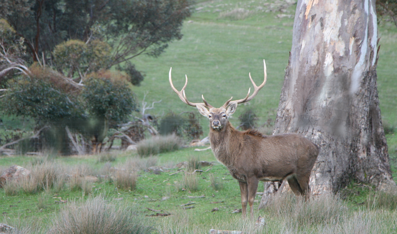 The Spirit of the Stag