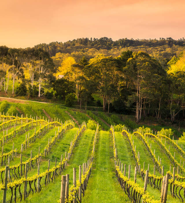 Travel beyond the city with these regional Tasting Australia experiences